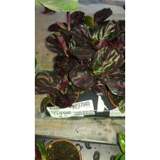 Calathea Roseopicta Var. Illustris mini