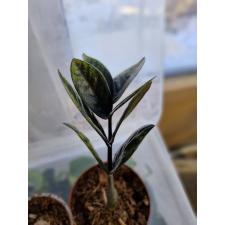 Zamioculcas zamiifolia SP (black leaf) 