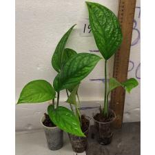 Монстера сп. Сиам Монстера / Monstera sp. Siam Monster (S)