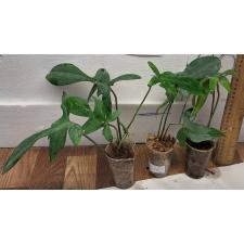 Филодендрон педатум / philodendron pedatum 