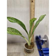 Dieffenbachia Dragon Scale s 1100р