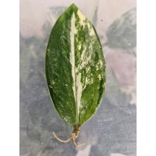 Zamioculcas zamiifolia variegated (short leaf) 1 лист