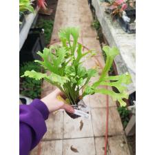 Polypodium polycarpon cv. Grandiceps (Compact form) 261/1