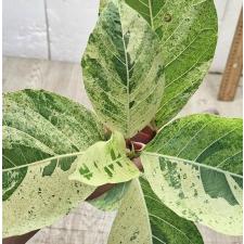 Фикус сп.(Т39)(Белая варегатность) / Ficus sp.(T39) (white variegated)
