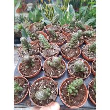 CRASSULA BARKLY 5,5 cm pot