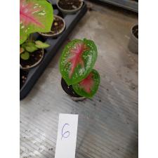 Caladium 6 cm pot #6