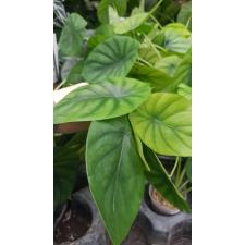 Alocasia clypeolata A.Hay2.5"B10ps. October