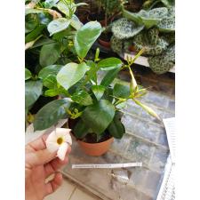 Mandevilla Sun. Rio White 10 cm pot
