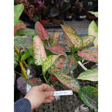 Aglaonema Unyamanee 134