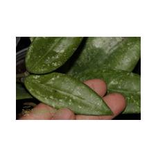 Hoya sp. (IML-1508, beautiful splash leaves)(S.10) EPC-832