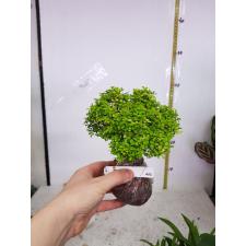 Murraya micro (golden leaf
