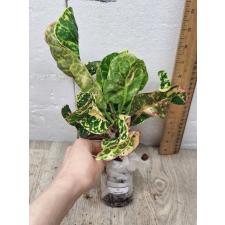 Codiaeum Sri Lom A54