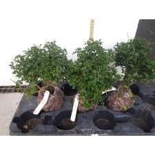 Murraya paniculata 'Min-a-Min' Dwarf mutation.209 уценка