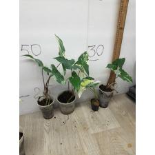 Syngonium White Variegated Leaves