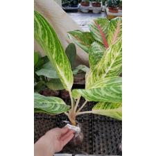 Aglaonema Thong Sumran 68