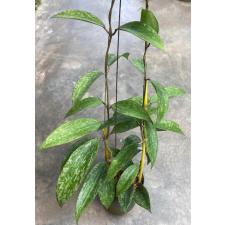 Hoya macrophylla 'Splash' (912