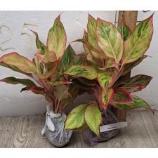 Аглаонема Аврора Оранжевая. / Aglaonema Aurora - Orange A-6