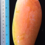 Mangifera indica 'Maha Chanok' (Sunset x Nhang Klang Wan)