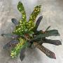 Codiaeum Tri Orange and Yellow Spot.