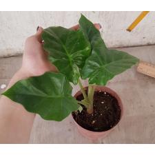 Alocasia Portodora