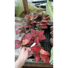 Aglaonema Unyamanee 'Red' (black form) 71