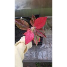 Aglaonema rotundum(F1)(red form)  30 november.