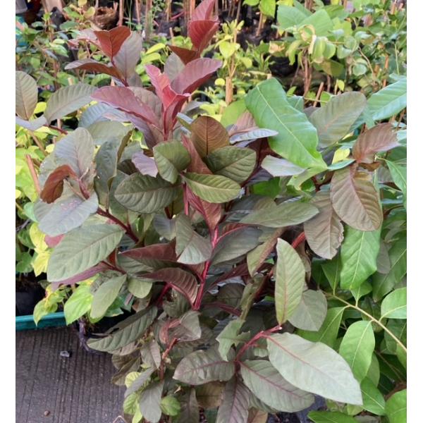 Psidium guajava (red leaf) 234