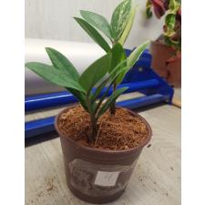 Zamioculcas zamifolia variegated short leaf 4pot 2200р