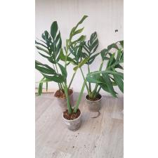 Monstera sp.(T04) Southern Thailand (Siam Monstera) 3500р