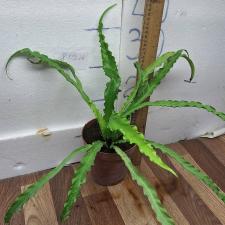 Асплениум антикьюм. / asplenium sp antiquum