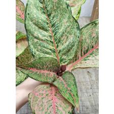 Аглаонема Фортуна  / Aglaonema Fortune A-86