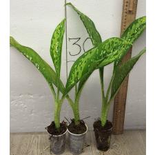 Диффенбахия Чещуя Дракона / Dieffenbachia Dragon Scale (S)