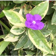 Brunfelsia australis albomarginata 239