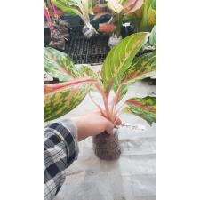 Aglaonema Kwak Maha Mongkol 47