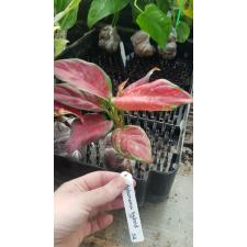Aglaonema Unyamanee Red (black form) 226