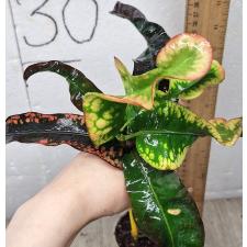 Кодиеум сп. Нанг Мутси / Codiaeum sp Nang Mutsee