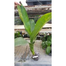 Dieffenbachia Hongsaa variegated (L) 239 - 8500р