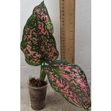 Аглаонема Руб голд галакси / Aglaonema rub gold galaxy A-91