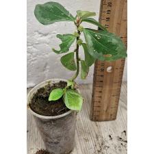 Элатостема сп.(Т02)(Серебряный край листа) / Elatostema sp.(T02)(silver margin leaf)