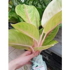 Aglaonema P-11 Golden Bay