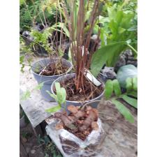 Lecanopteris sp. 'Fat Root Fern для продажи в тюмени