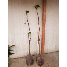 Sandoricum koetjape (Santol) (grafted) 296