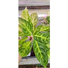 Aglaonema P-4 Gold spoon