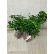 Ixora sp.(T15) white flower 245-147