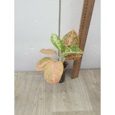 Aglaonema Sub mongkol - orange (stardust) A-121 pot