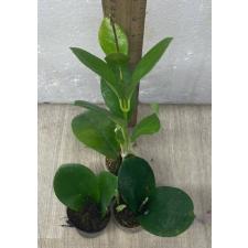 Хойя аустралис зеленая / Hoya Australis green