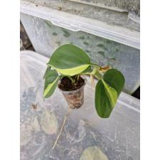 Philodendron Scandens Brasil ss стакан д 250p