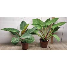 Филодендрон Империал Грин / Philodendron imperial Green (М)