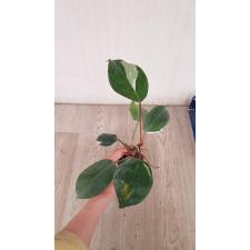 philodendron white knight 850p в горшке