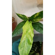 Anthurium variegated sp 4